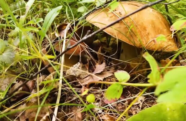 Українців аж перекосило: за збирання грибів у лісі почали штрафувати на 20 тисяч